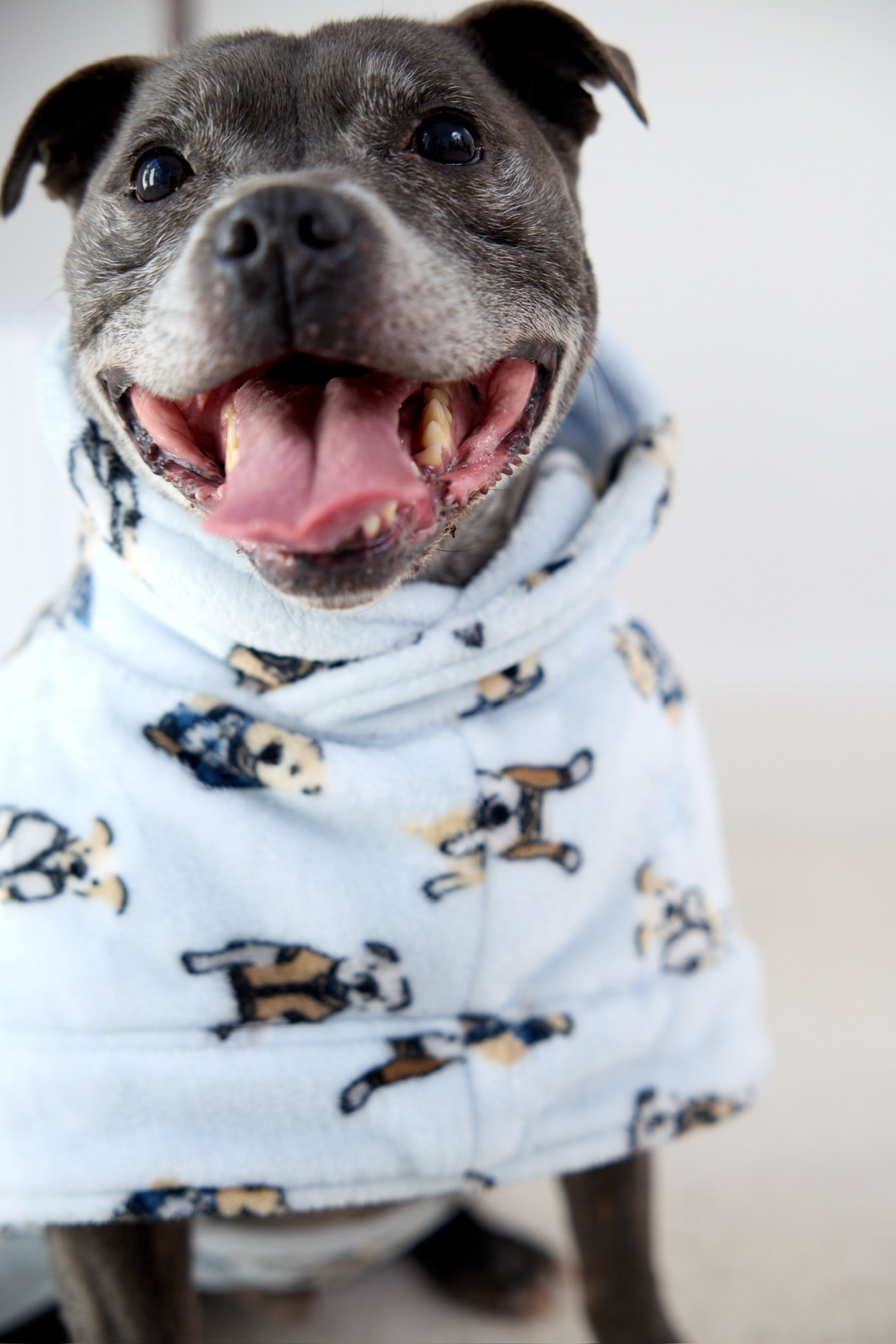 Dog Lounge Robe | Preppy Pups
