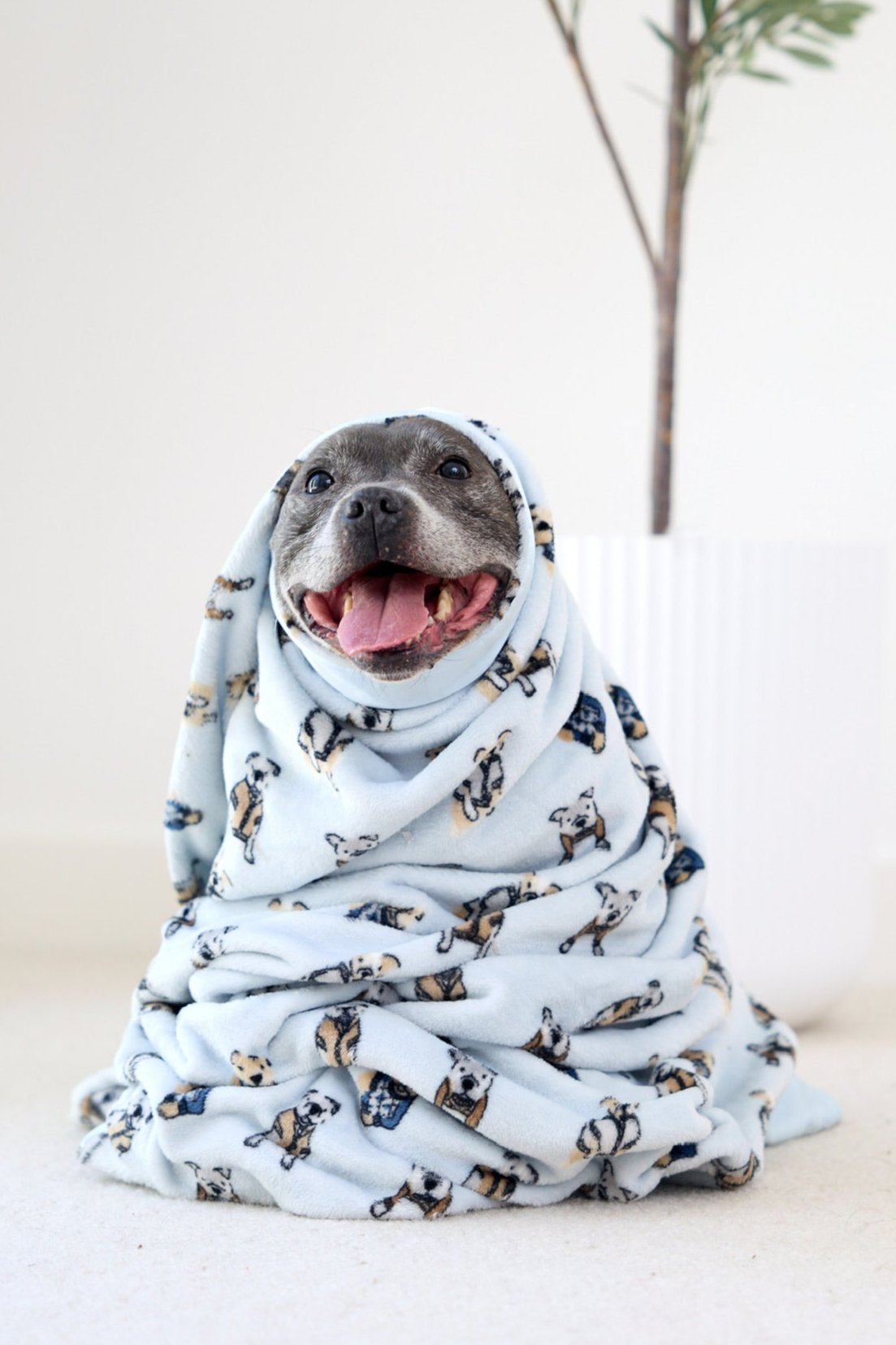 Dog Blanket | Preppy Pups