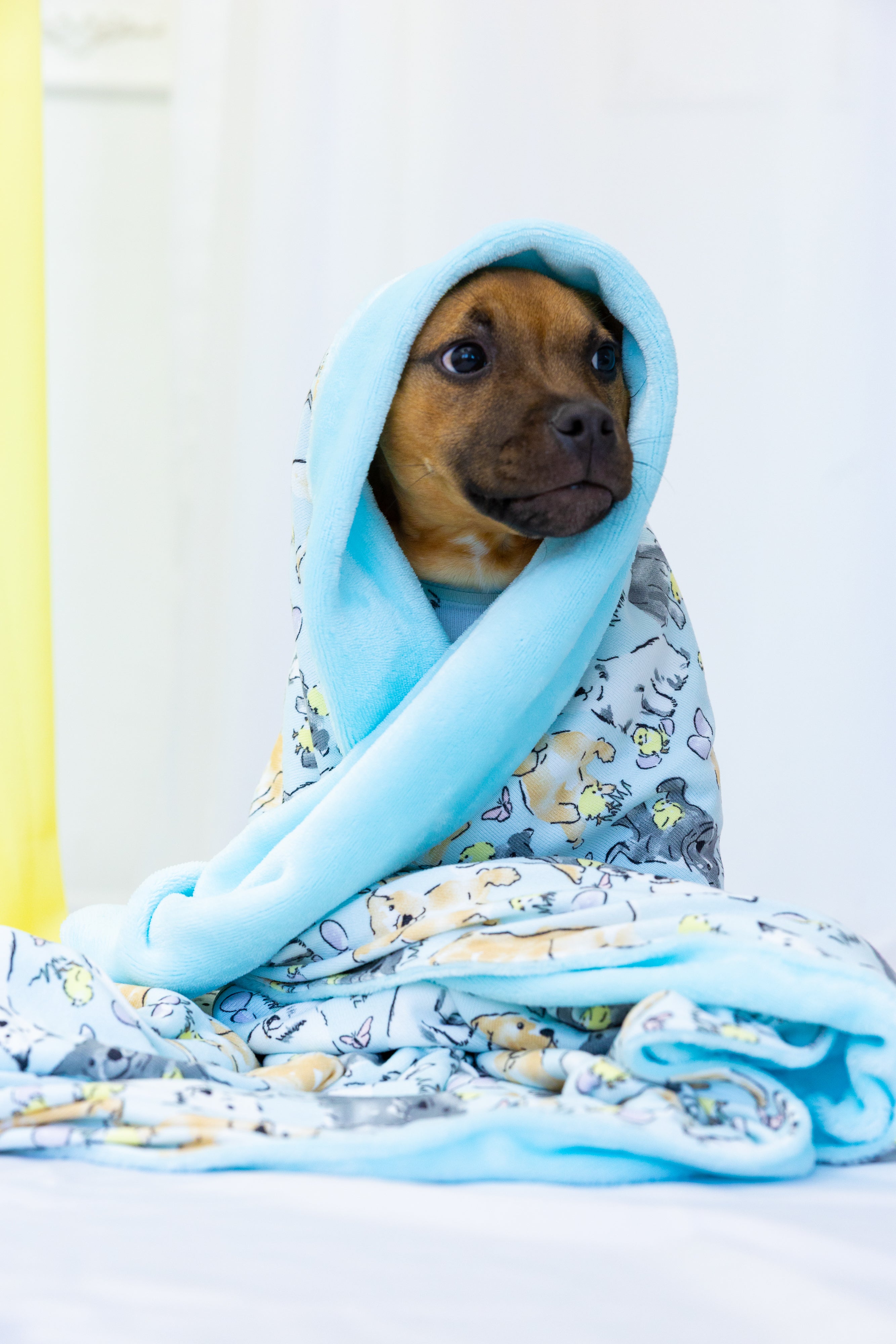 Dog Blanket | Easter Play Date