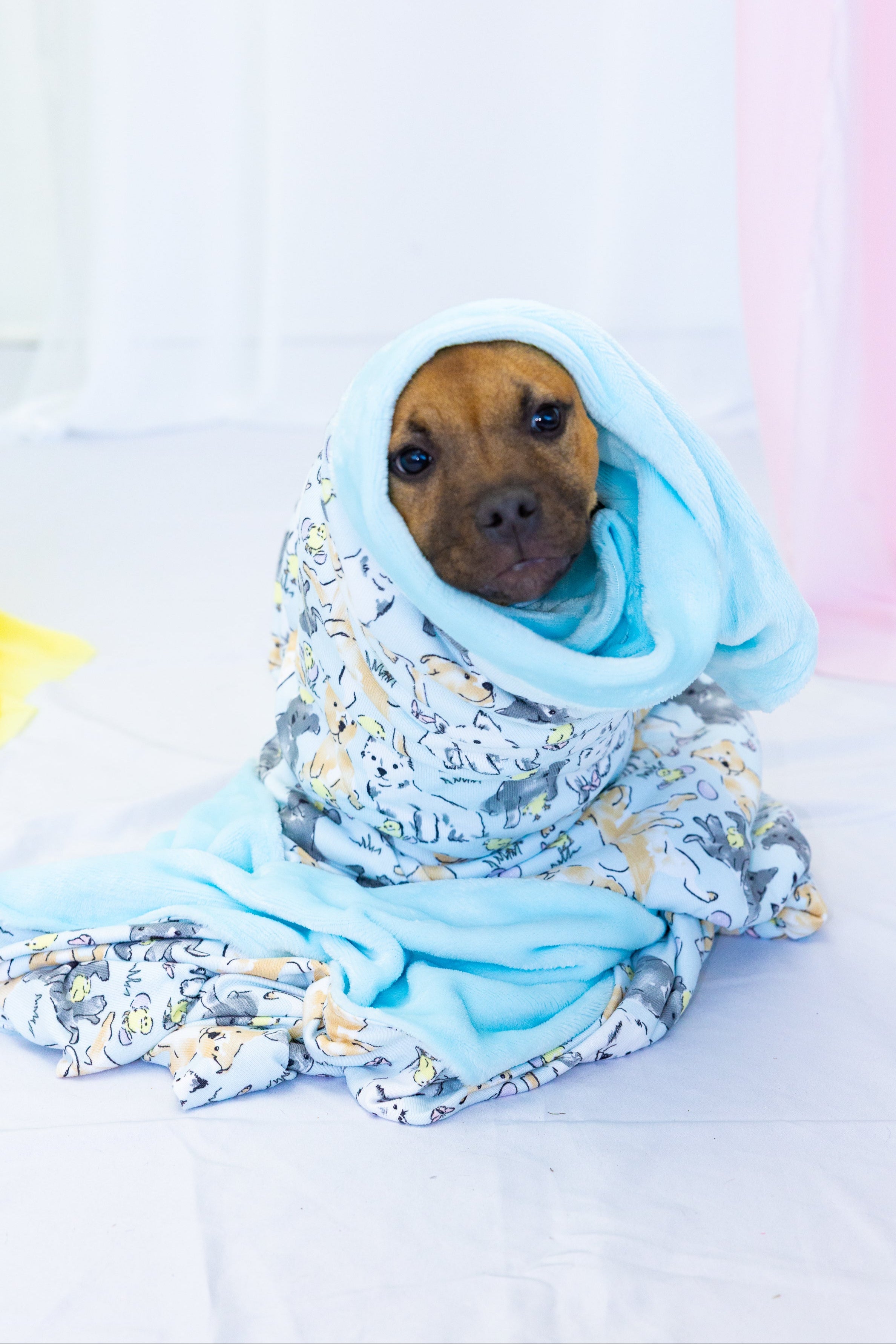Dog Blanket | Easter Play Date