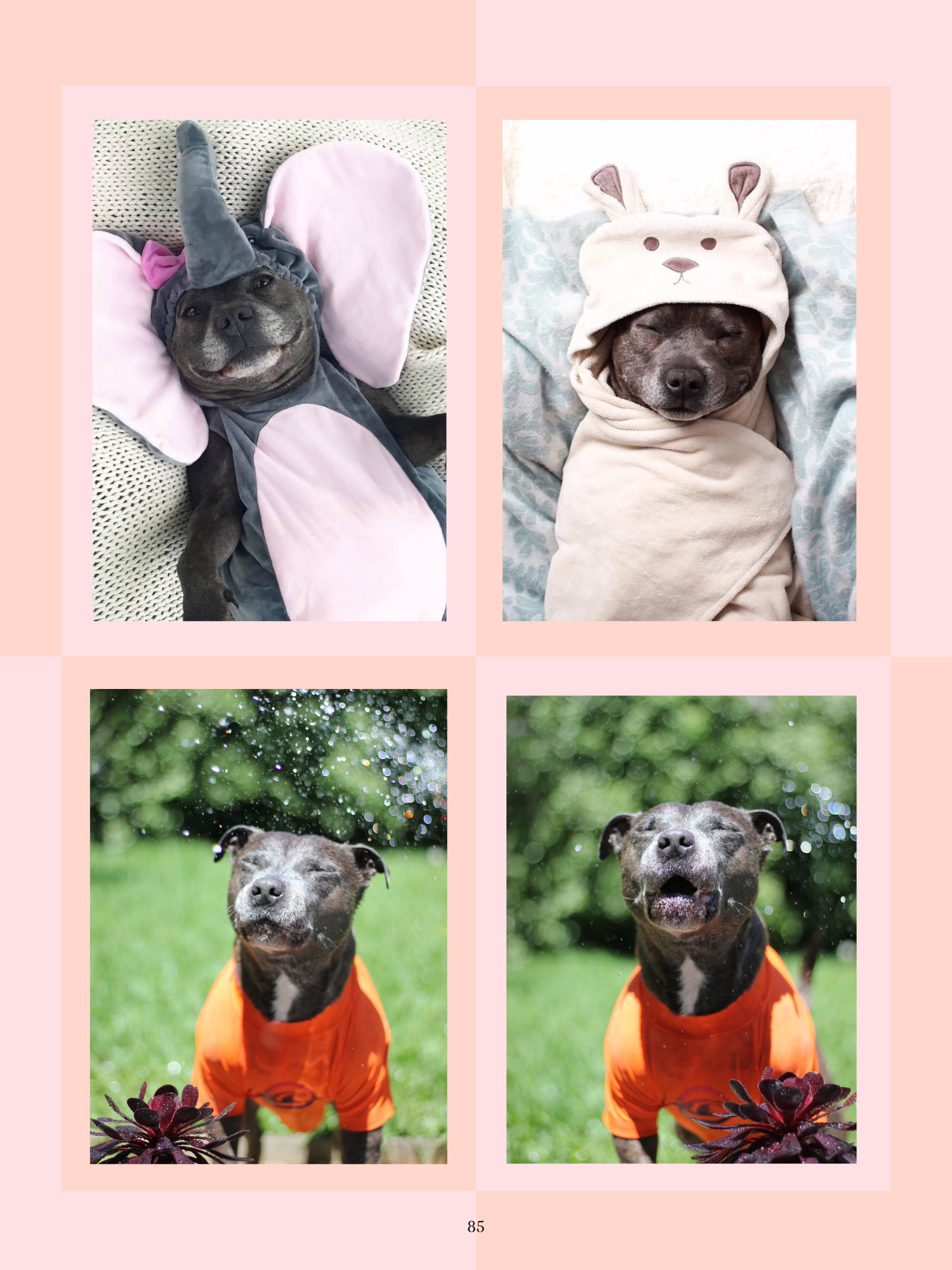 "Tails of Love and Legacy" Hard Cover Book