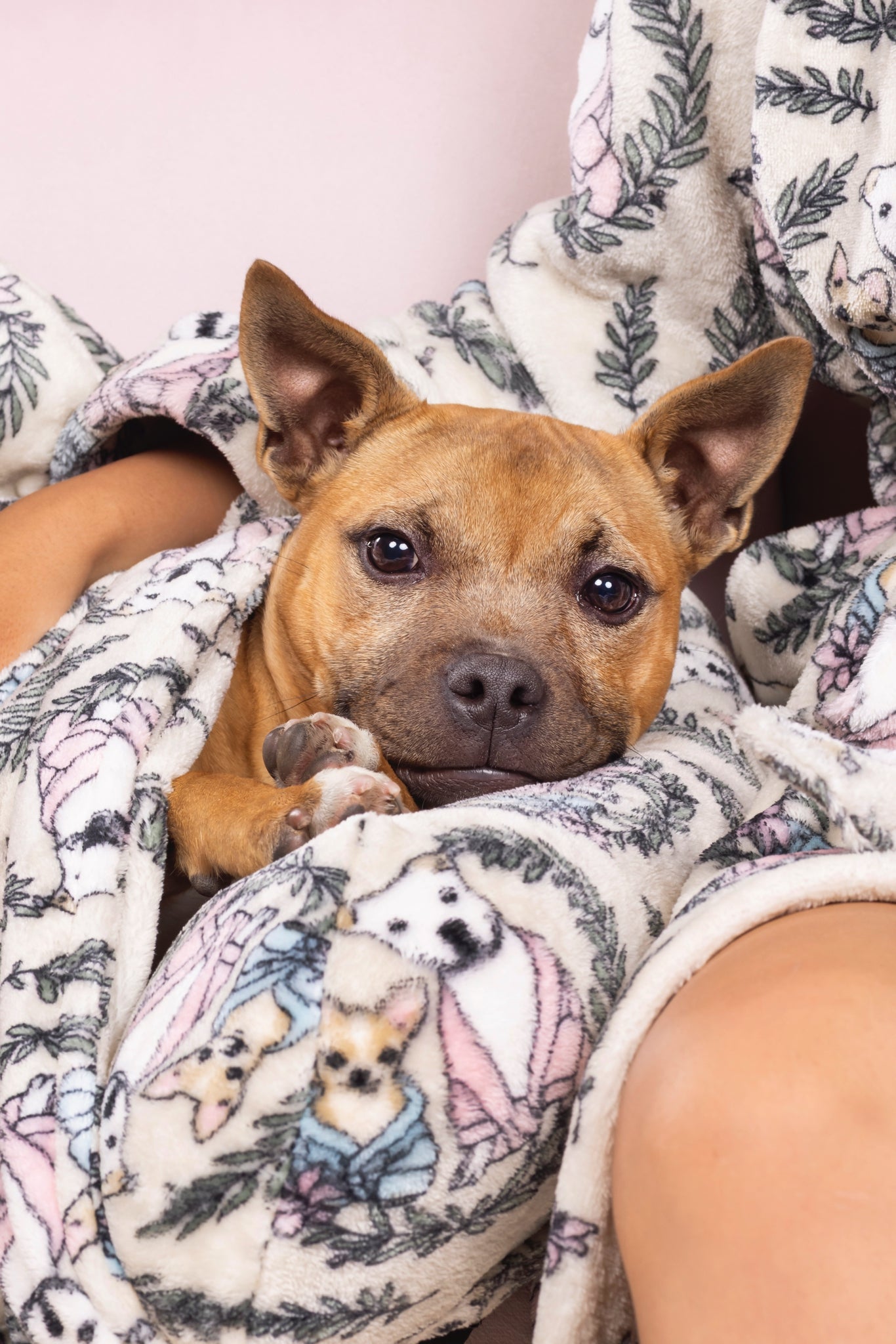 Pawfect Pals Dog Lounger Blanket Bed